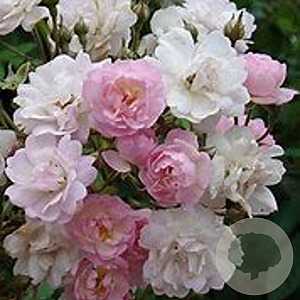 Rosa (RA) Guirlande Rose gm 4,0L