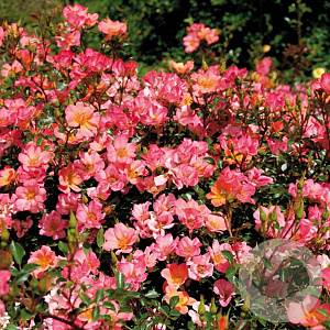 Rosa 'Happy Chappy' AA. kwaliteit wortelgoed