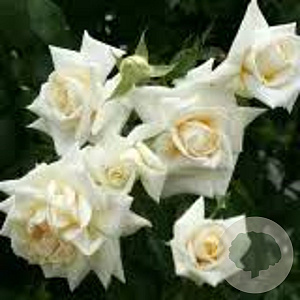 Rosa (K) 'Ilse Krohn Superior' AA. kwaliteit wortelgoed