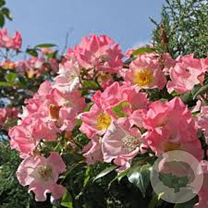 Rosa (K) 'Kew Rambler' gm 4,0L