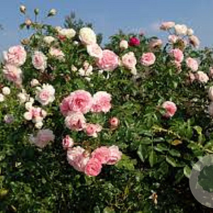 Rosa (F) Larissa AA. kwaliteit wortelgoed