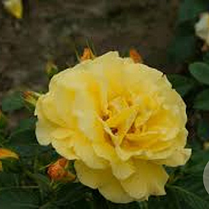 Rosa (H) Lichtkönigin Lucia A kwaliteit wortelgoed vanaf 2 tak