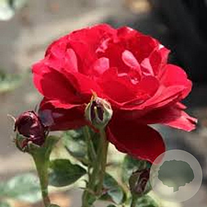 Rosa (F) Lilli Marlene AA. kwaliteit wortelgoed