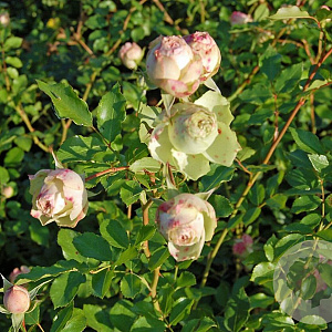 Rosa Lovely Green gm 4,0L