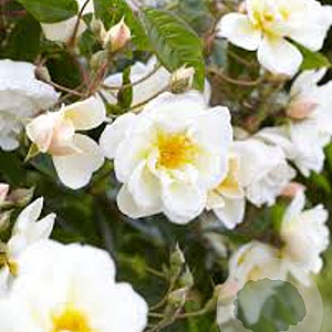 Rosa (K) 'Lykkefund' gm 4,0L