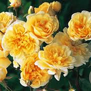 Rosa (RA) Malvern Hills gm 4,0L