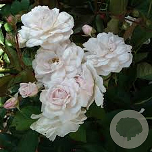 Rosa (P) 'Marie Pavié' A kwaliteit wortelgoed vanaf 2 tak