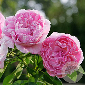 Rosa (T) Mary Rose A kwaliteit wortelgoed 90-100 cm stam