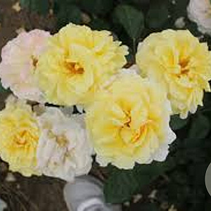 Rosa (H) Nadia Zerouali gm 4,0L