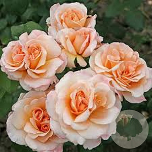 Rosa (T) Oh Happy Day gm 4,0L