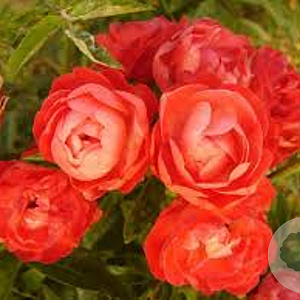 Rosa (P) 'Orange Morsdag' GM C3