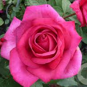 Rosa (T) Parole AA. kwaliteit wortelgoed