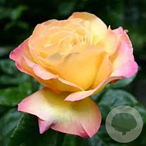 Rosa (T) 'Peace' AA. kwaliteit wortelgoed