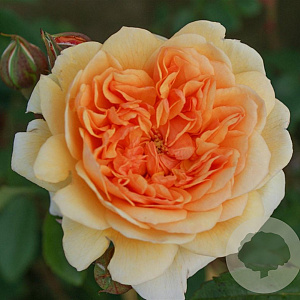 Rosa (H) Port Sunlight A kwaliteit wortelgoed vanaf 2 tak