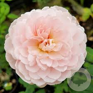 Rosa (H) Queen of Sweden A kwaliteit wortelgoed vanaf 2 tak