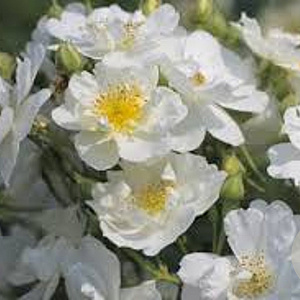 Rosa (K) 'Rambling Rector' A kwaliteit wortelgoed vanaf 2 tak