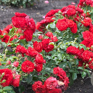 Rosa (H) Red Meidiland GM C3