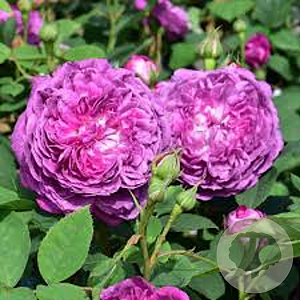 Rosa 'Reine des Violettes' gm 4,0L