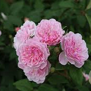 Rosa (K) Romantic Siluetta AA. kwaliteit wortelgoed