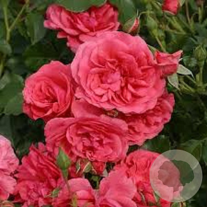 Rosa (K) Rosarium Uetersen gm 4,0L