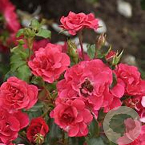 Rosa (P) Rotilia AA. kwaliteit wortelgoed