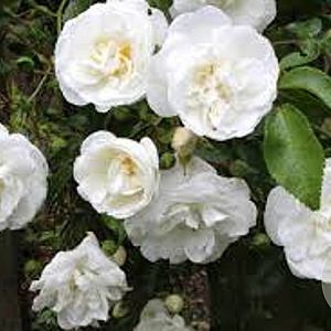 Rosa (K) 'Sanders White Rambler' gm 4,0L