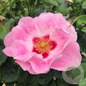 Rosa (F) See You in Pink A kwaliteit wortelgoed vanaf 2 tak