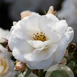 Rosa (F) Sirius AA. kwaliteit wortelgoed