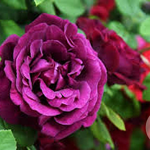 Rosa (K) 'Souv. du Docteur Jamain' gm 4,0L