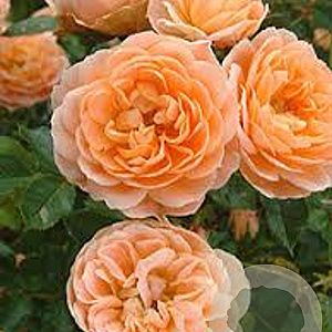 Rosa (F) Sweet Dream GM C3