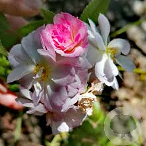 Rosa (K) Sweet Siluetta gm 4,0L