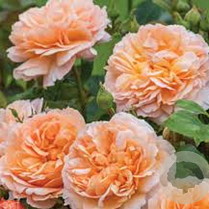 Rosa (H) The Lady Gardener A kwaliteit wortelgoed vanaf 2 tak