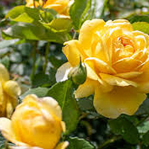 Rosa (H) The Poet's Wife A kwaliteit wortelgoed vanaf 2 tak