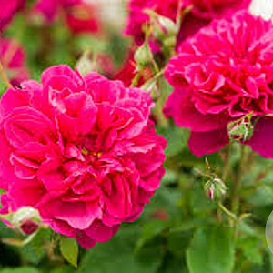 Rosa Thomas A Becket A kwaliteit wortelgoed 90-100 cm stam