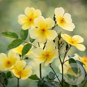 Rosa (H) Tottering-by-Gently gm 4,0L