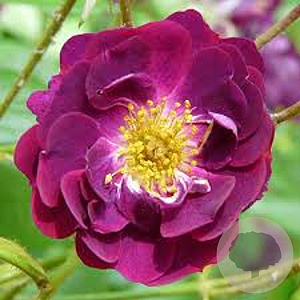 Rosa 'Violette' A kwaliteit wortelgoed vanaf 2 tak