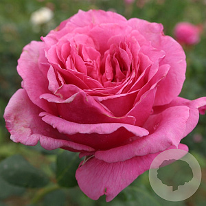 Rosa (H) 'Werner von Simson' GM C3