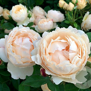 Rosa (H) Wollerton Old Hall A kwaliteit wortelgoed vanaf 2 tak