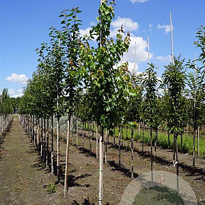 Acer rubrum 'Red King' 6-8 HO draadkluit