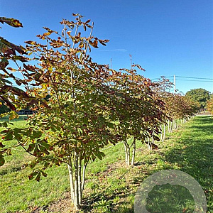 Aesculus hippocastanum 300-350 cm draadkluit meerstammig
