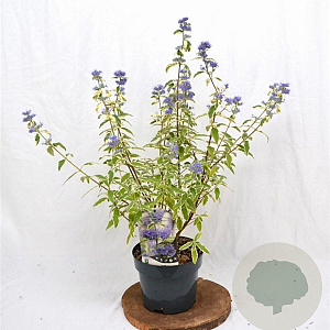 Caryopteris cland. 'White Surprise' 30-40 cm 3,0L