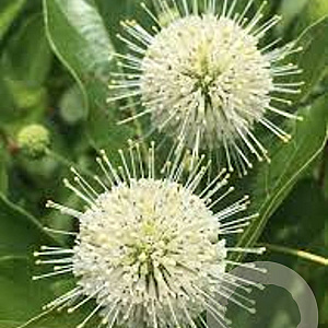 Cephalanthus o. 'Moonlight Fantasy' 40-60 cm 10L