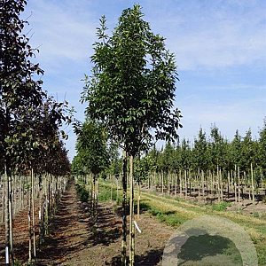 Fraxinus o. 'Paus Johan.-Paulus II' 12-14 HO draadkluit