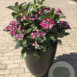 Hydrangea m. B D. Dark Angel Purple 15-20 cm 2,0L