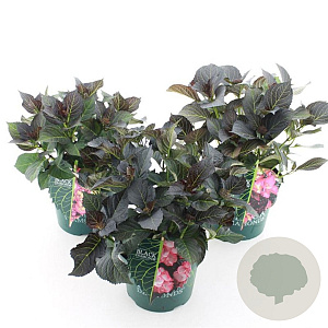 Hydrangea m. Black Diamonds Mix 15-20 cm 2,0L