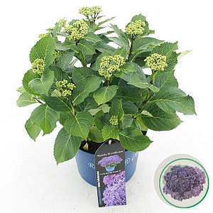 Hydrangea m. Curly Sparkle 30-40 cm 5,0L met knop