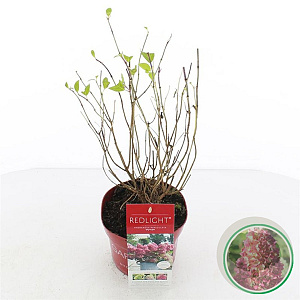 Hydrangea pan. Redlight 20-25 cm 2,0L