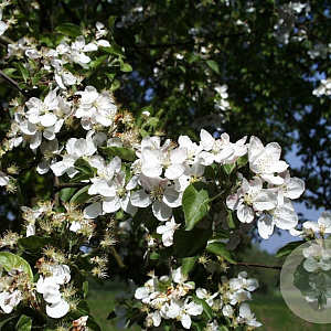 Malus 'Butterball' 350-400 cm draadkluit meerstammig