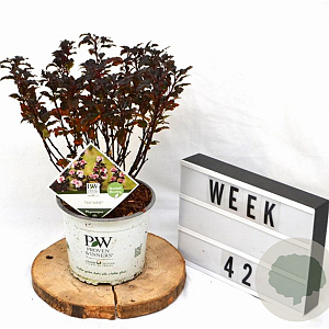 Physocarpus opulif. Tiny Wine 30-50 cm 3,0L