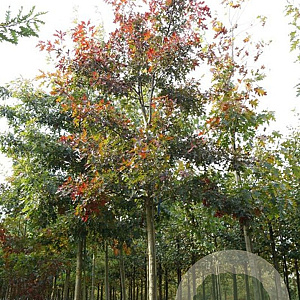 Quercus rubra 20-25 HO draadkluit